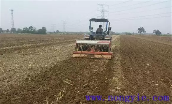 麦茬番茄种植技术：越夏番茄怎样种植效益好插图