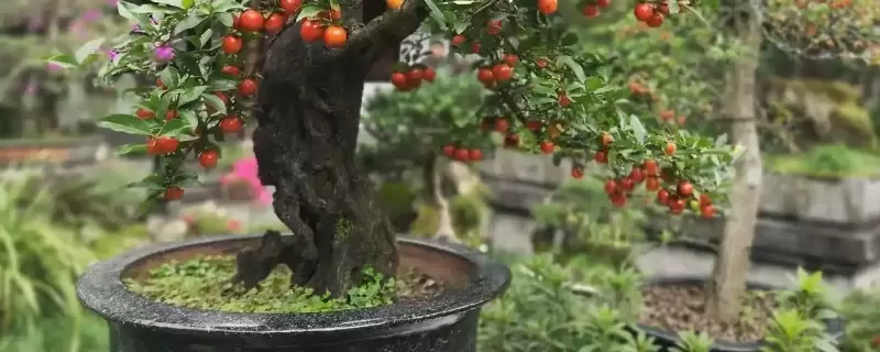 金弹子几月嫁接成活率高插图