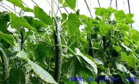 黄瓜畸形是什么原因造成的 黄瓜畸形瓜防治方法插图1