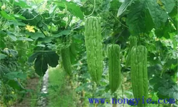 苦瓜种植管理技术与主要步骤插图2