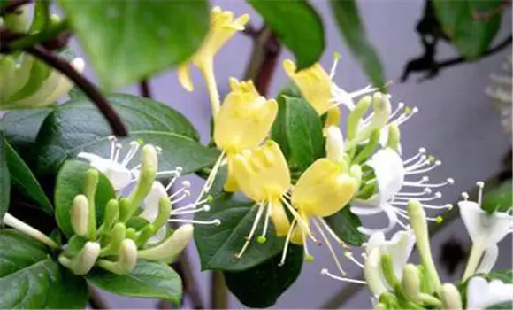 金银花种植的春季管理技术插图