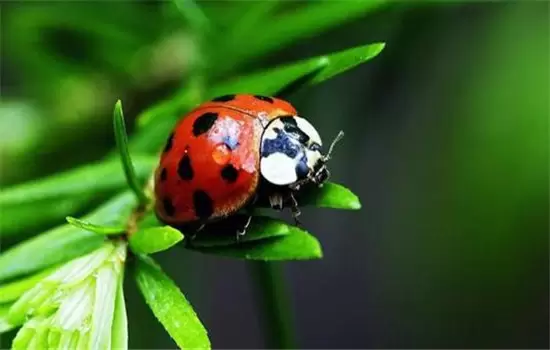 茄子病虫害防治：茄子绵疫病、褐纹病、地老虎插图3