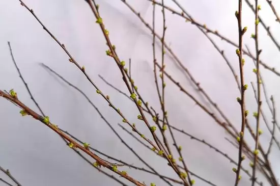 雪柳干枝为什么能开花插图3