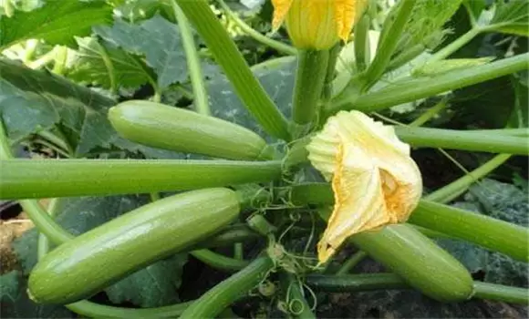 西葫芦种植管理技术及注意事项插图