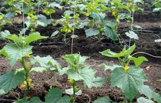 黄瓜栽培技术与管理:育苗、定植与管理插图1 黄瓜栽培技术与管理:育苗、定植与管理插图1