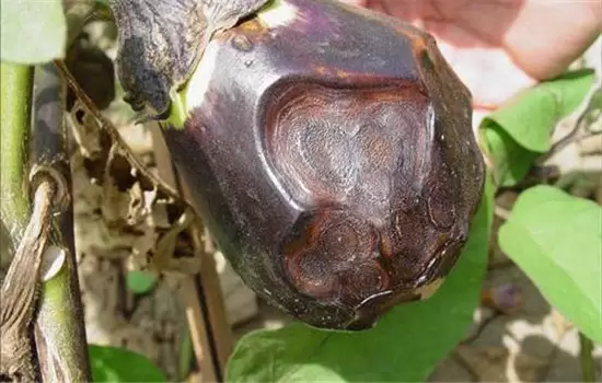 茄子病虫害防治：茄子绵疫病、褐纹病、地老虎插图1