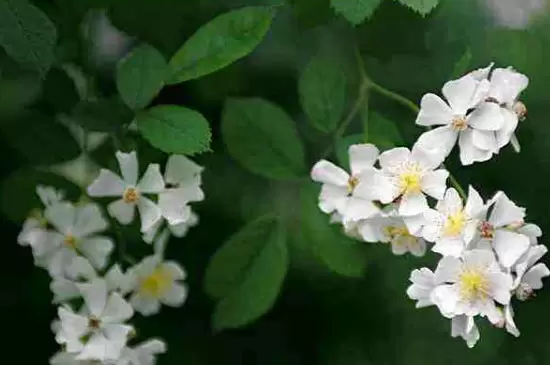 荼蘼花的花语插图3