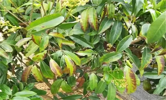 荔枝干腐病怎样治 荔枝干腐病的药物防治方法插图1
