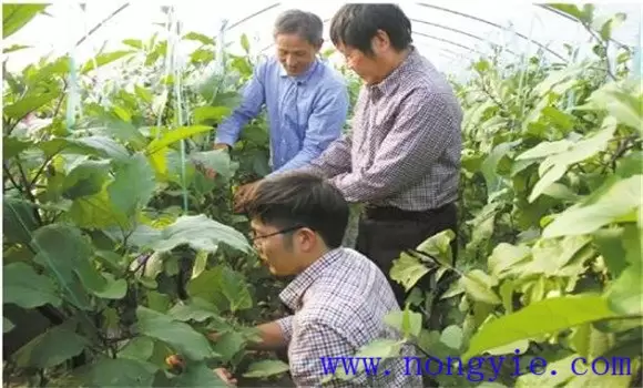茄子再生技术简介 茄子再生栽培技术要点插图2