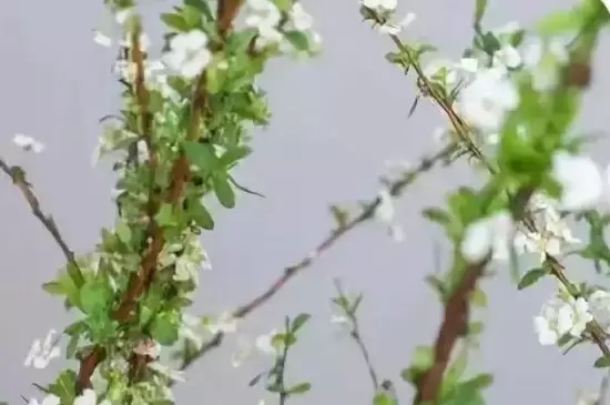 雪柳干枝为什么能开花插图2