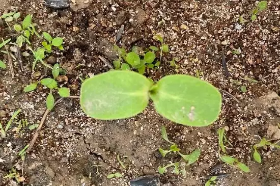 虞美人种子怎么种？最佳种植时间？插图2