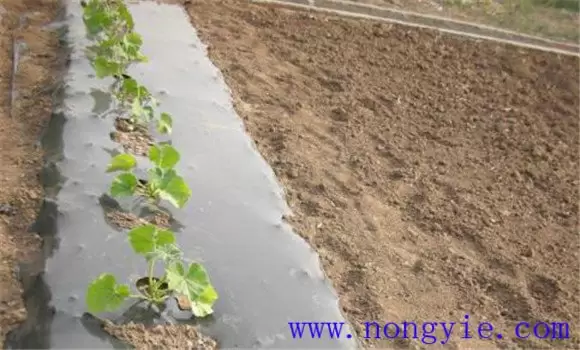 金丝瓜的种植和管理技术要点与主要步骤插图1 金丝瓜的种植和管理技术要点与主要步骤插图1
