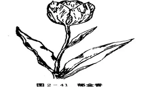 郁金香如何养殖，郁金香的养殖方法插图