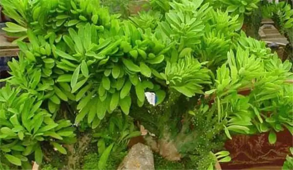 麒麟掌怎么养 详解麒麟掌的养殖方法和注意事项插图3