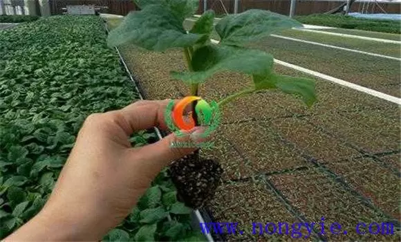 茄子嫁接育苗技术要点 茄子嫁接有何好处插图1 茄子嫁接育苗技术要点 茄子嫁接有何好处插图1
