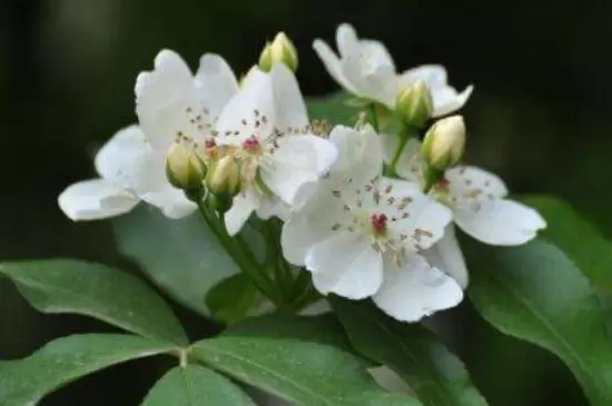 荼蘼花的花语插图1