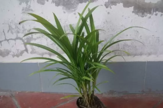 香兰叶的种植方法和注意事项插图3