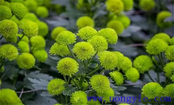 菊花的种类有哪些 有什么特性插图1
