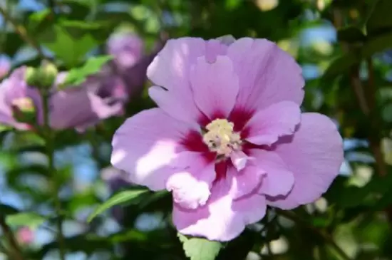 耐寒的室内花卉有哪些插图2 耐寒的室内花卉有哪些插图2