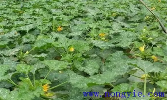 秋季西葫芦种植时间 秋季西葫芦种植技术和管理插图2