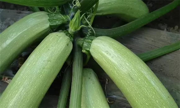 西葫芦种植季节 西葫芦在什么季节种植插图