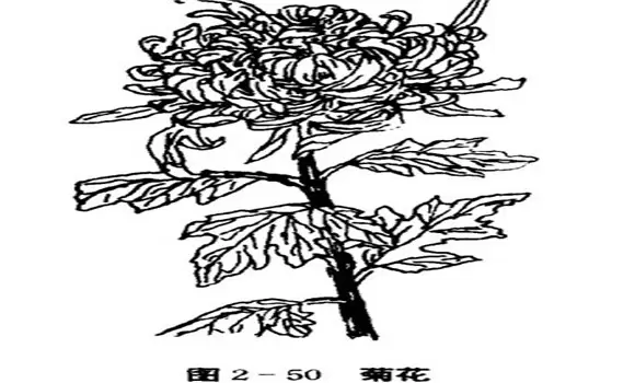 菊花的栽培方法，菊花的栽培技术要点插图