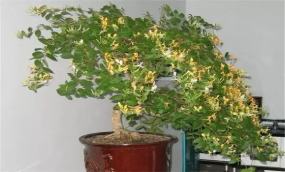 金银花盆景的栽培和养护插图