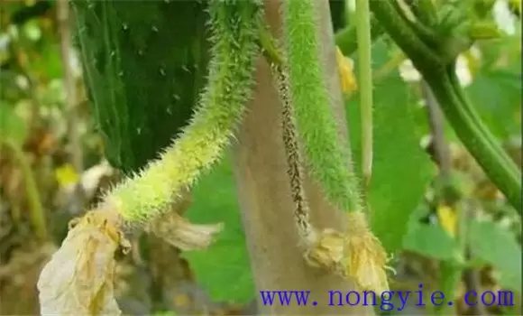 黄瓜化瓜是什么原因造成的插图