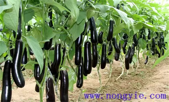 茄子高产栽培技术 怎样使茄子高产插图1