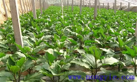 茄子栽培技术与管理要点插图2 茄子栽培技术与管理要点插图2