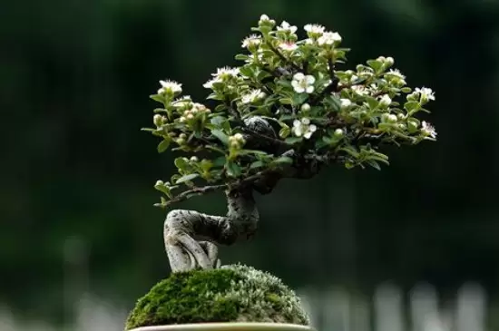 荀子盆景养殖方法和注意事项插图2