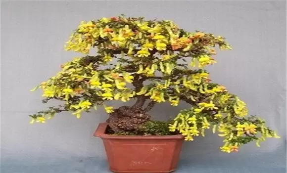 锦鸡儿盆景的养护管理插图