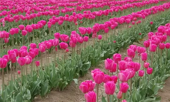 郁金香什么时候开花 郁金香产地及生态习性插图