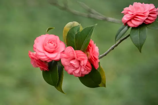 耐寒的室内花卉有哪些插图3 耐寒的室内花卉有哪些插图3