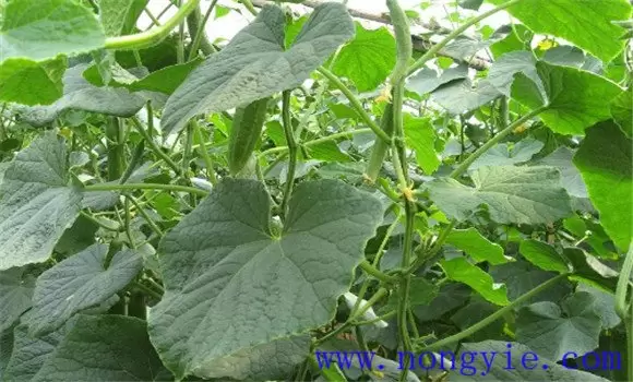 黄瓜瓜打顶是什么原因造成的 黄瓜瓜打顶怎么补插图2