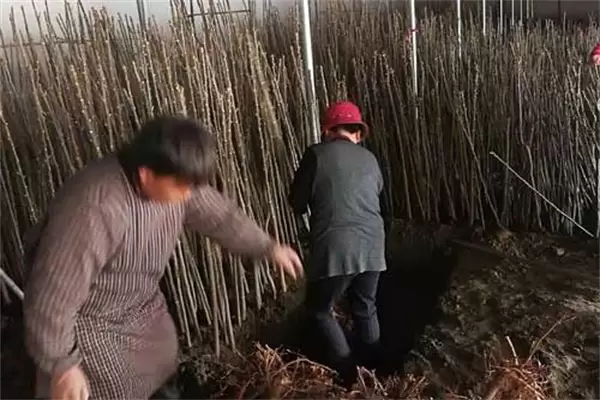 香椿矮化密植的选种、育苗要点及剪枝方法插图1 香椿矮化密植的选种、育苗要点及剪枝方法插图1