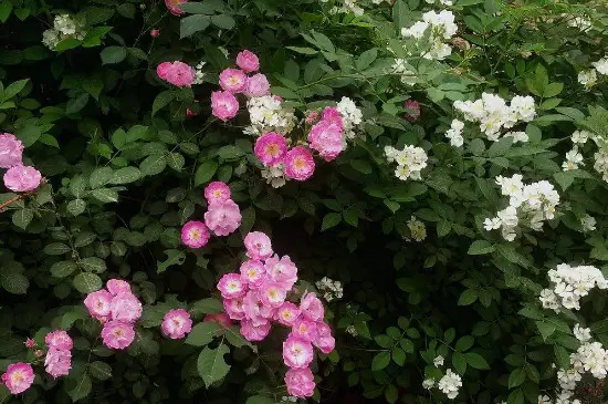 荼蘼花的花语插图2