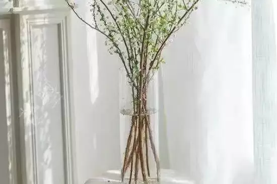 雪柳干枝开过花就报废了吗插图1 雪柳干枝开过花就报废了吗插图1