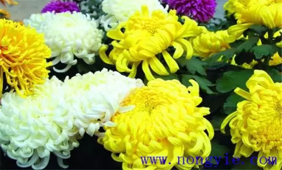 菊花的种类有哪些 有什么特性插图2