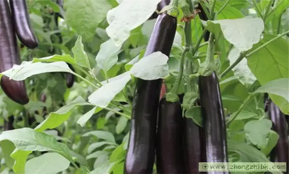 茄子高产栽培技术 怎样使茄子高产插图2