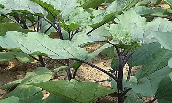茄子嫁接的好处是什么 茄子嫁接用什么做砧木品插图1