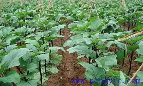 茄子嫁接育苗技术及种植技术插图2