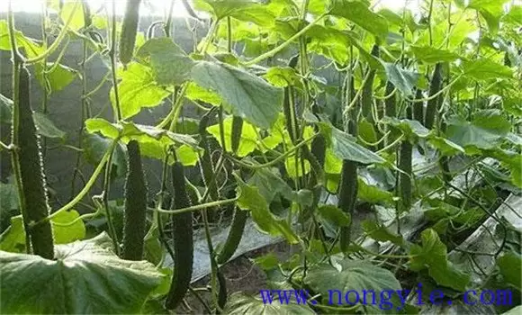 黄瓜的需肥规律 黄瓜施肥的正确方法插图1