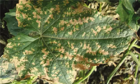 苦瓜种植技术与管理法？苦瓜该如何种植？插图1