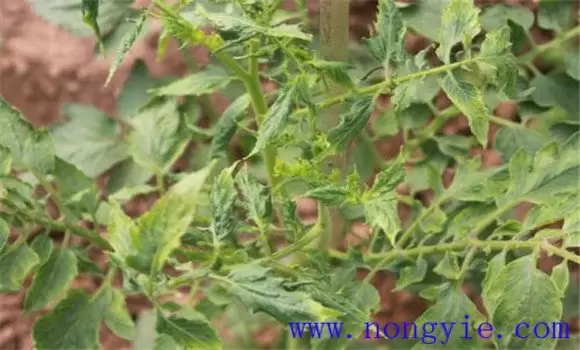 茄子病毒病的症状 发生茄子病毒病怎么办插图2 茄子病毒病的症状 发生茄子病毒病怎么办插图2