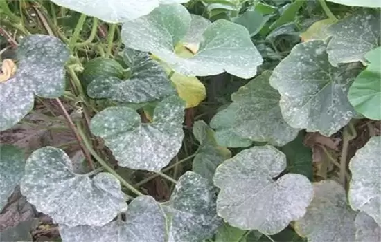 黄瓜病虫害防治：黄瓜霜霉病、白粉病、红蜘蛛插图1