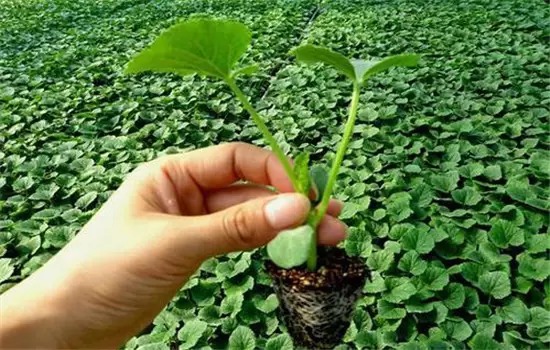 黄瓜栽培技术与管理:育苗、定植与管理插图 黄瓜栽培技术与管理:育苗、定植与管理插图