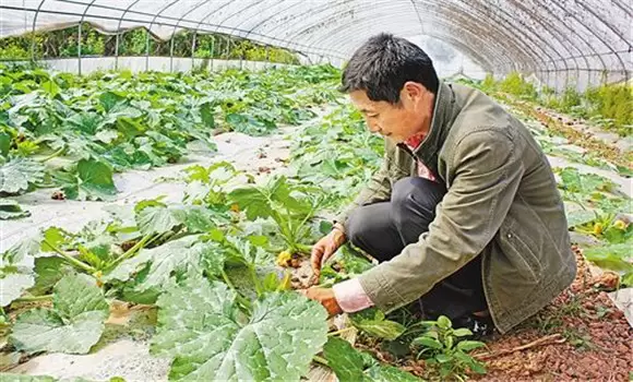 蜜本南瓜种植时间 蜜本南瓜什么时候种植插图