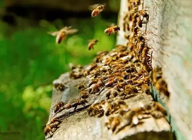 蜜蜂强盛时期我们该如何管理？来看看你都做对了吗？插图4