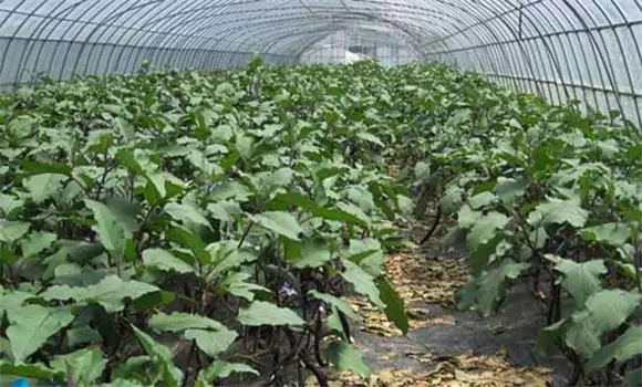 茄子定植注意事项与管理要点插图2